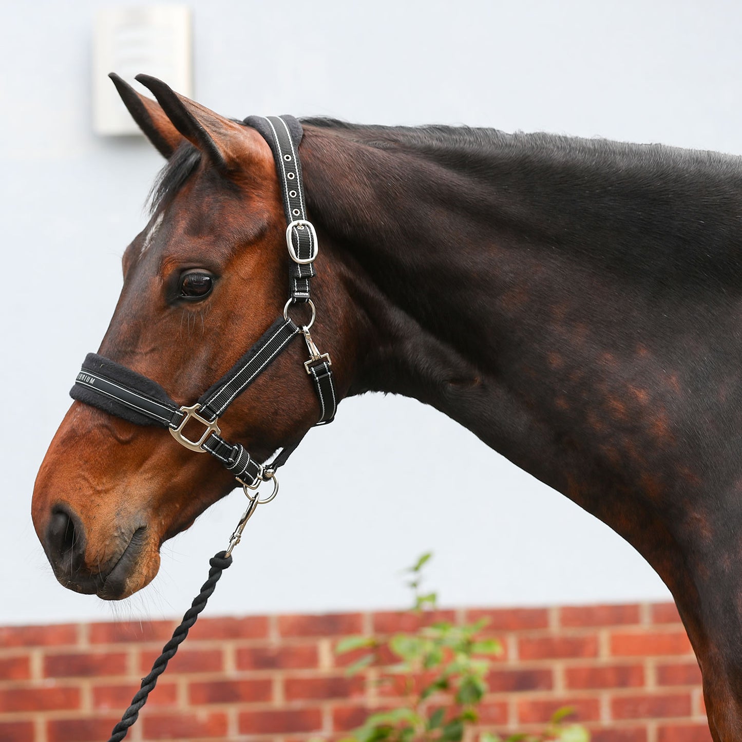 Equilibrium Stellar Style Headcollar