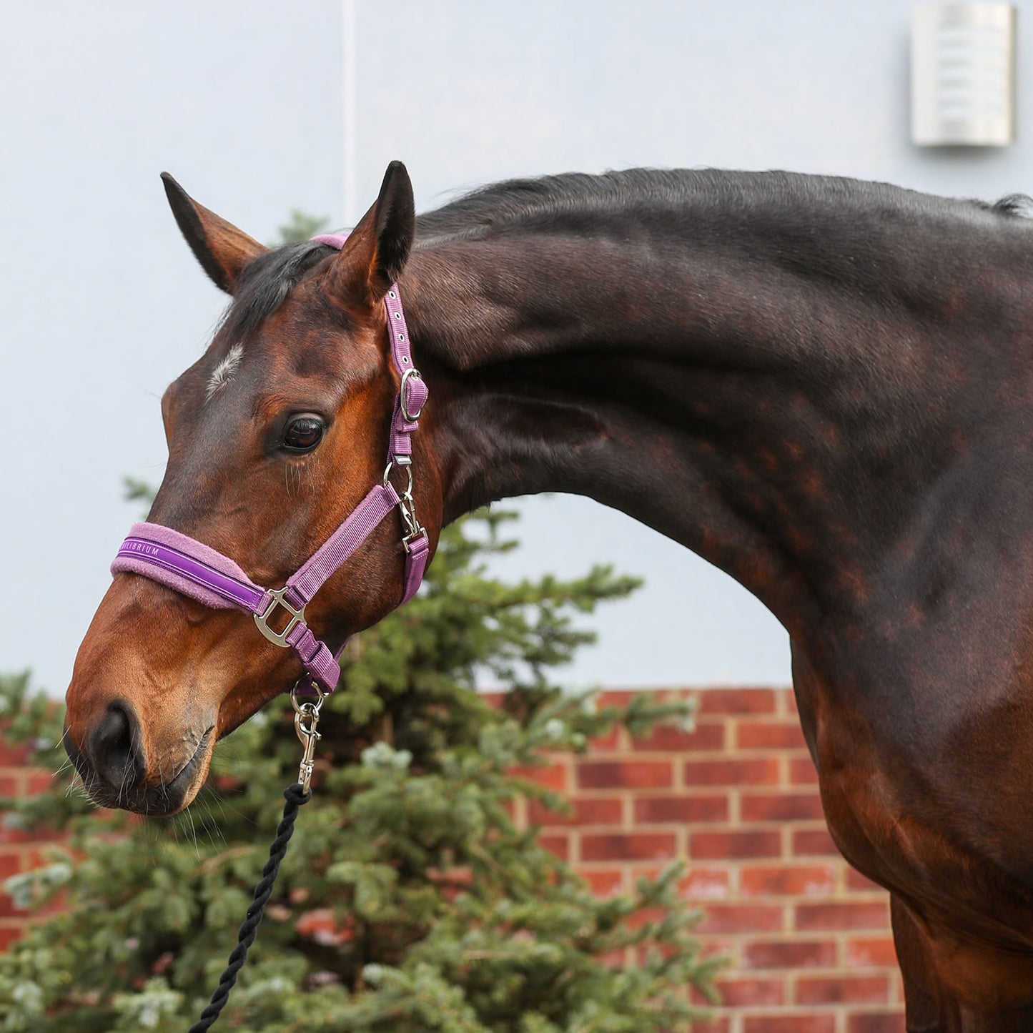 Equilibrium Stellar Style Headcollar