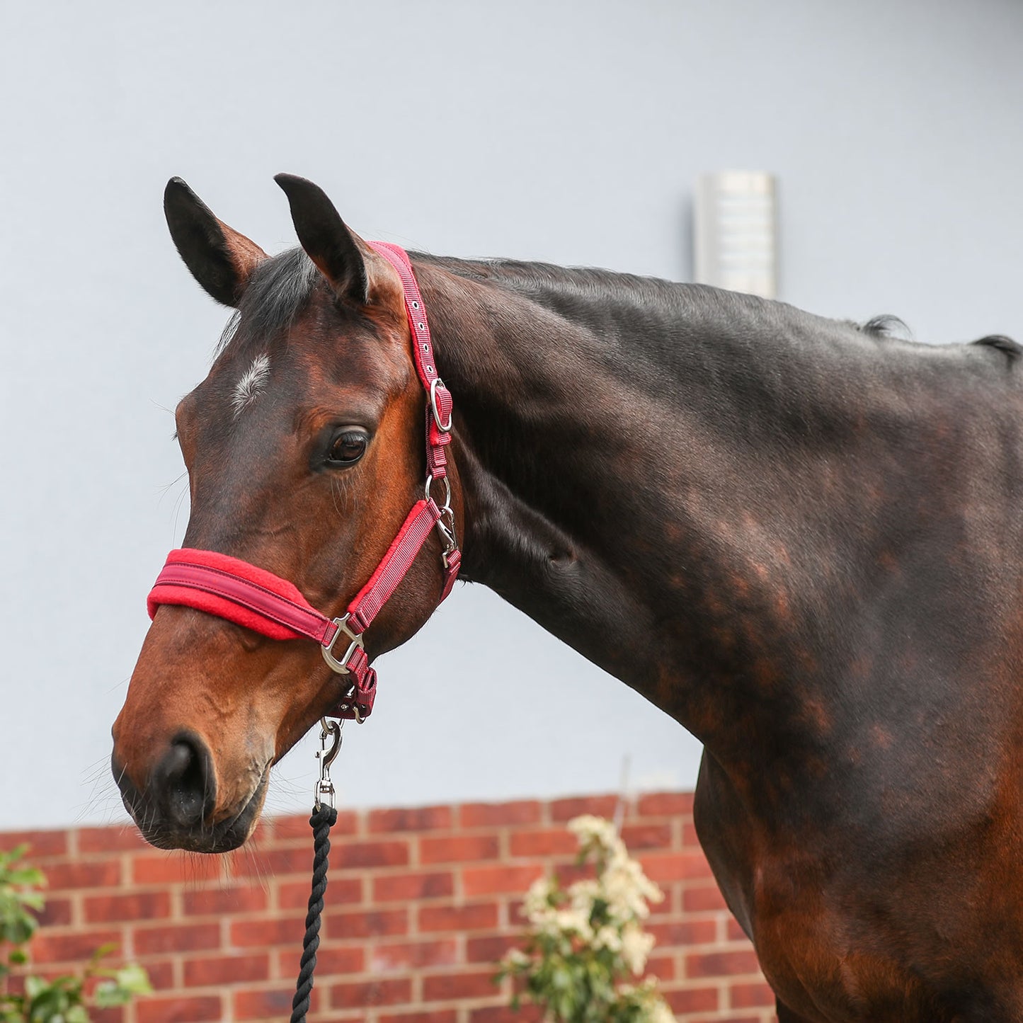 Equilibrium Stellar Style Headcollar