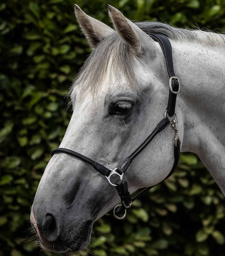 Premier Equine Hennaroso Rolled Anatomic Leather Head Collar
