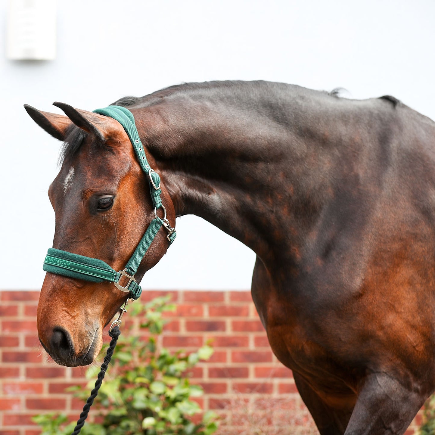 Equilibrium Stellar Style Headcollar