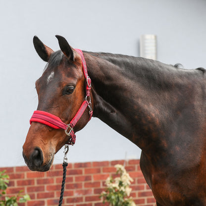 Equilibrium Stellar Style Headcollar