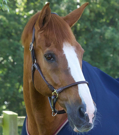 Premier Equine Hennaroso Rolled Anatomic Leather Head Collar