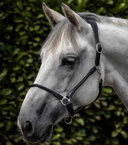Premier Equine Hennaroso Rolled Anatomic Leather Head Collar